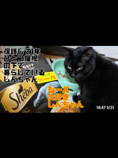 [x]ひとつ屋根の下に暮らす様になって1年と18日が経ちました〜保護して1年 16:47 5/31 - YouTube