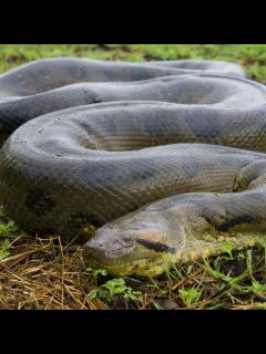 [x]Green Anaconda | National Geographic