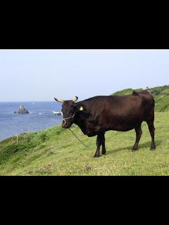 [x]壱岐の島で「壱岐牛」と触れ合う！壱岐市特産、国産黒毛和牛のお味は？ | 壱岐砂浜図鑑｜海水浴場・ビーチ全集！（長崎県壱岐島）