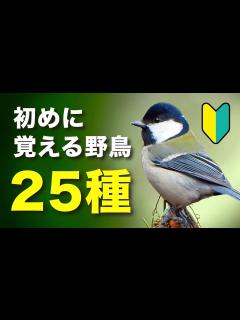 [x]初めての方必見！身近な野鳥を分かりやすく紹介！【鳴き声付き】 - YouTube