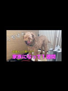 [x]我が家に来て1週間が経ちました！【元繁殖犬