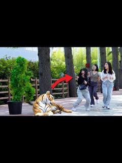 [x]그녀들은 호랑이가 움직일지 몰랐습니다... 이게 도대체...ㅎㄷㄷ - YouTube