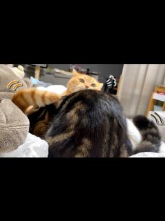 [x]ママが風邪でダウンしてる隣でプロレスが始まっちゃいました…笑 - YouTube