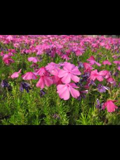 [x]ヤマサ蒲鉾・芝桜の小道(2024. 04) - YouTube