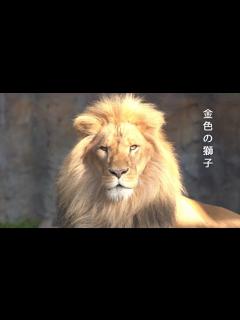 [x]ライオンのオリト「金色の獅子」黄金に輝く姿の影にイオが…旭山動物園の若きライオン物語【Young lion love story】 - YouTube