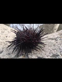 [x]釣れたウニ。自分で歩いて海に帰る。 ウニウニと。 - YouTube