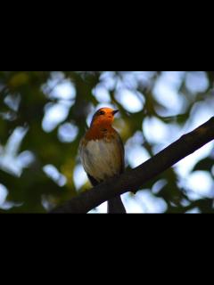 [x]ロビン 鳥 · Pixabayの無料写真