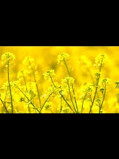 [x]beautiful yellow flowers video || - YouTube