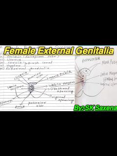 [x]Female External Genitalia | महिला बाह्य जननांग |Female reproductive ...