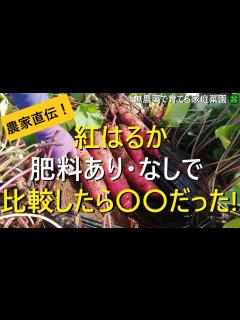[x]【サツマイモ】紅はるか本収穫！肥料あり・なしで比較した結果【有機農家直伝！無農薬で育てる家庭菜園】 22/9/15 - YouTube