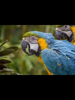 [x]コンゴウインコ オウム 熱帯 · Pixabayの無料写真