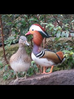 [x]オシドリ・おしどり夫婦のひみつ/ときわ公園 動物・植物みつけたよ！ | 山口新聞 電子版