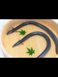 [x]匠による鰻の味への追求と取り組み|うなぎの魅力|ブログ