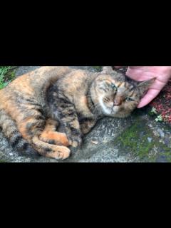 [x]にゃぁ～～～～～と鳴きながら近づいてくる野良猫ちゃん、ゴロゴロ転がって甘えてくれました - YouTube