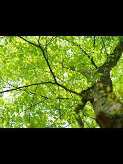 [x]緑色の効果 新緑の季節ならではの緑で心身をリラックス - ウェザーニュース