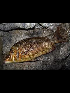 [x]ハマフエフキの特徴 | 釣魚図鑑（特徴・仕掛け・さばき方） | Honda釣り倶楽部 | Honda