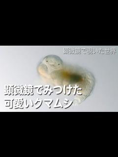 [x]顕微鏡でみつけた可愛いクマムシ (Tardigrade) - YouTube