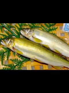 [x]夏の風物詩「鮎」ってどんな生態？ - つりチケマガジン
