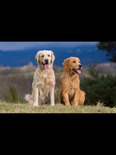 [x]Golden Retriever : caractère, comportement et maladies - Santévet