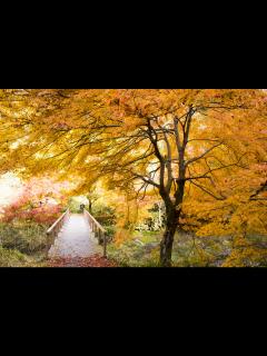 [x]日本の風景写真8（紅葉・2014年11月撮影） フリー写真素材 - カフィネット