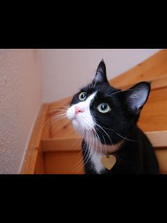 [x]フリー画像|動物写真|哺乳類|ネコ科|猫/ネコ|フリー素材|画像素材なら！無料・フリー写真素材のフリーフォト