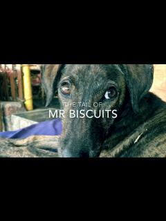 [x]Mr. Biscuits: The Movie - YouTube