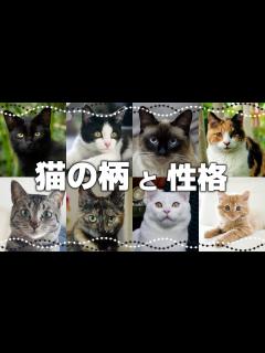 [x]【猫の模様・柄の分類】どんな種類がある？｜毛色で分かる猫の性格 - YouTube