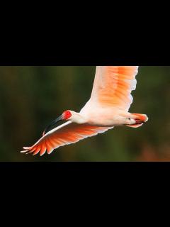 [x]探訪 佐渡の放鳥トキ 順調に増加 不足する調査員 - YouTube