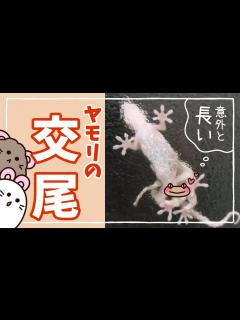 [x]窓越し撮影、ヤモリの交尾 gecko mating - YouTube