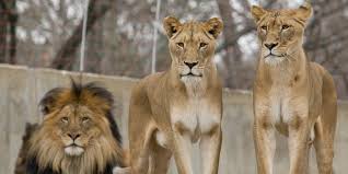 10 Cool Things About Lions | Smithsonian's National Zoo and ...