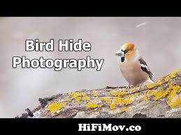 Bird Hide Photography in Bulgaria - Tips & Techniques in the Snow ...