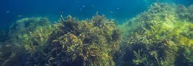 Seaweed in agriculture | Farming Connect