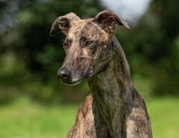 Greyhound | Dog, Appearance, Racing, History, & Facts | Britannica