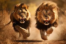Lions Hunting」の写真素材 | 62,941件の無料イラスト画像 | Adobe Stock